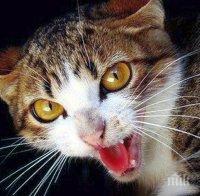 Котарак взе стопаните си за заложници