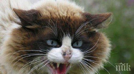 котарак взе стопаните заложници