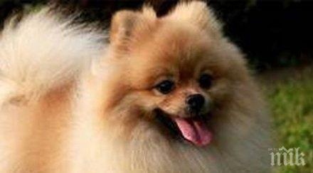 издирва моторист прегази домашно кученце избяга