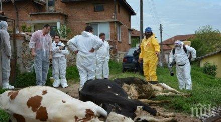 босилеград ваксинират животните нодуларен дерматит