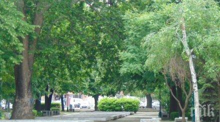 търсят дървета столетници пловдив