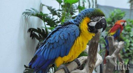 два папагала свалени арт инсталация поради голям брой посетители