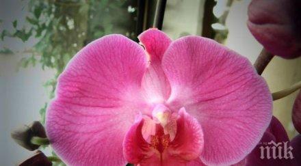 пет видове орхидеи открити филипините