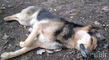 ръсят отрова столичен парк десет кучета зле чудо пострадали деца