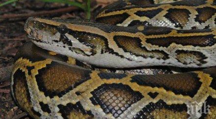 питон оплете жесток капан видео