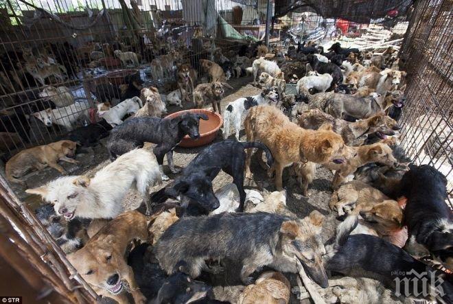 В Иран погват кучетата – проводник на  западната култура