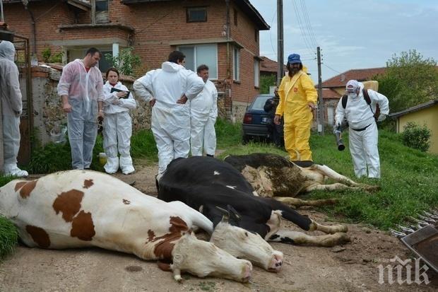 В Босилеград ваксинират животните срещу нодуларен дерматит