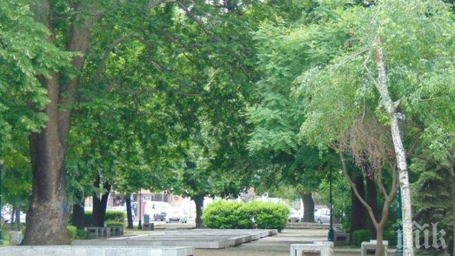 Търсят дървета столетници в Пловдив