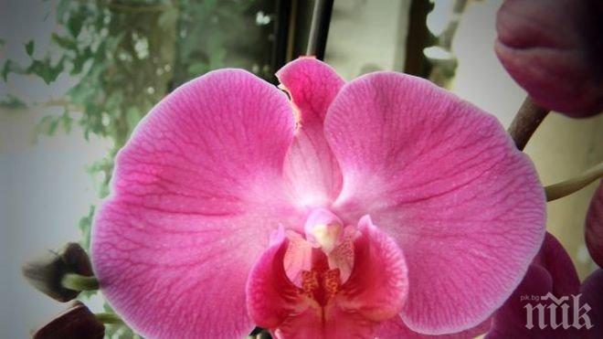  Пет нови видове орхидеи открити във Филипините