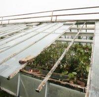 Ураганен вятър в София повали дървета и счупи автомобили