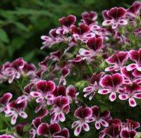 Защо е хубаво да имаме мушкато в дома си?