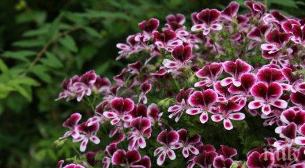 хубаво имаме мушкато дома