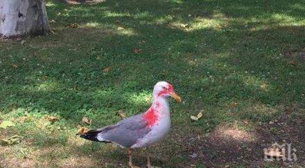 гавра банда гамени боядисват гларусите бургас правят мишени