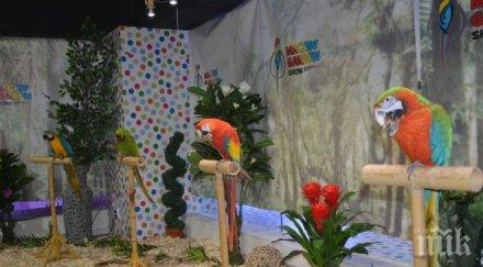 папагали рецитират съм българче бургаски мол