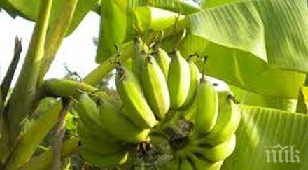 манастир чака реколта банани снимка