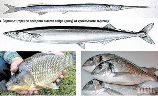 ИМА ЛИ ШАРАНИ В РЕСТОРАНТИТЕ! Масово ни пробутват гьолска каракуда вместо черноморска ципура