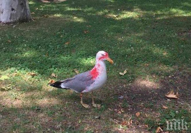 Гавра! Банда гамени боядисват гларусите в Бургас, правят ги мишени