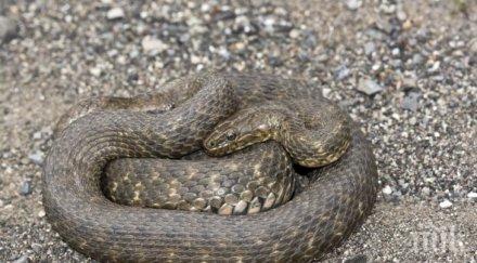 змия изкара акъла деца училищния двор