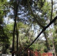 ПИК TV: 7-годишно дете е с мозъчен хематом - падна от въжен парк в Благоевград