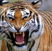 Тигър разкъса жена в зоопарк в Испания, никой не е видял инцидента 