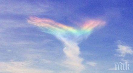 софия избухва цветове