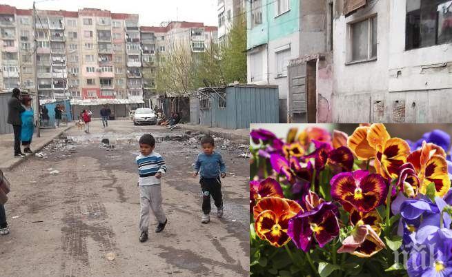 СКАНДАЛЕН ЛУКС! Ароматизират Столипиново с теменужки всеки понеделник