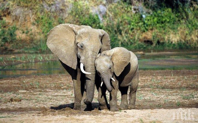 ВЪЗМУТИТЕЛНО! Новобогаташите от Шри Ланка крадат малки слончета за домашни любимци