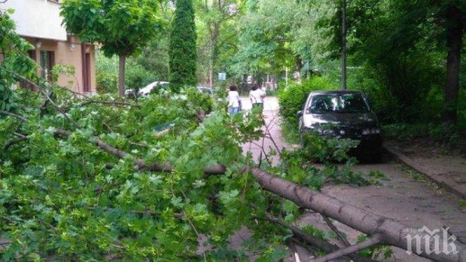 Буря изкорени дървета и потроши клони в Русе