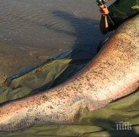 Наслука! Кюстендилски доктор извади невиждан досега сом