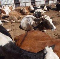 20 крави изгоряха при пожар в Търновско 