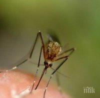 Напаст! Огромни комари като врабчета нападнаха Бургас
