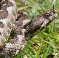 Ужас! Отровни змии плъзнаха край Варна, пепелянки са клъвнали вече петима