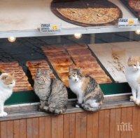 Бълхи превземат Пловдив! Черната напаст иде от мазетата, хапе наред