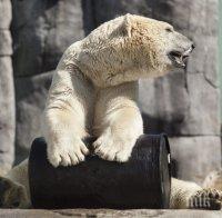 Почина най-тъжният мечок в света