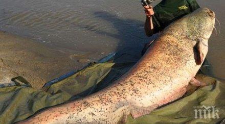 наслука кюстендилски доктор извади невиждан досега сом