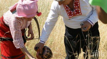 заколете черна кокошка започва жътвата