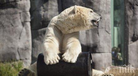 почина тъжният мечок света