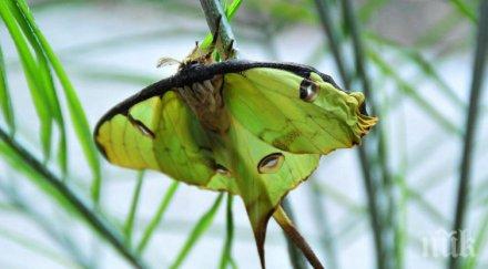 екзотични пеперуди показват бургас снимки