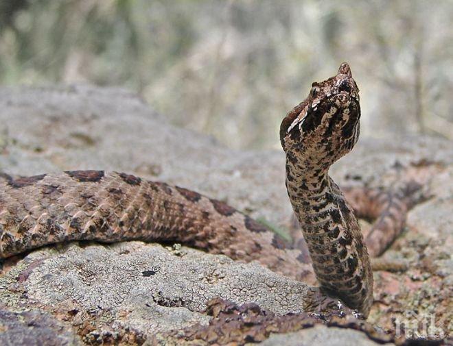 ВМА с указания как да се справим при ухапване от змия
