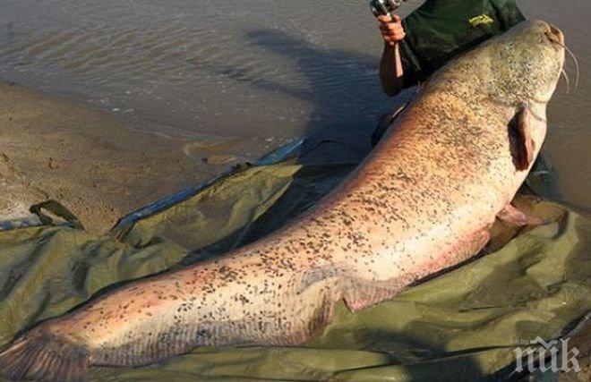 Наслука! Кюстендилски доктор извади невиждан досега сом