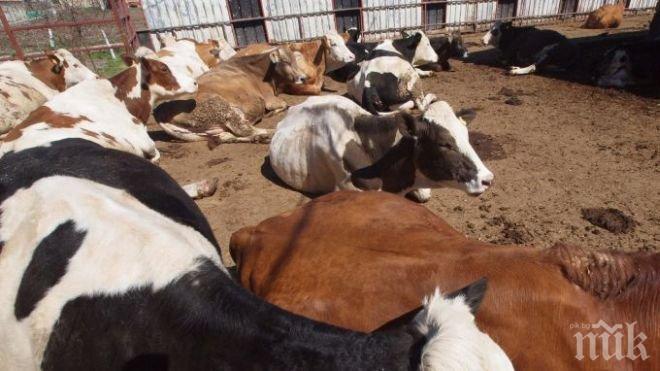 20 крави изгоряха при пожар в Търновско 