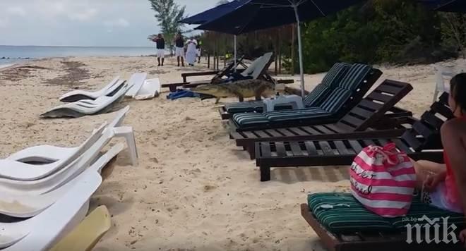 Любопитен крокодил се разходи между туристите  на мексикански плаж (ВИДЕО)