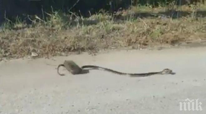 Плъх нападна змия заради бебето си (ВИДЕО)