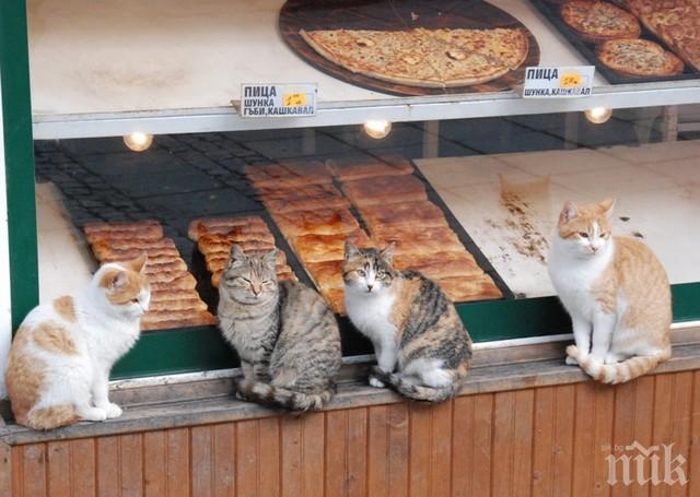 Бълхи превземат Пловдив! Черната напаст иде от мазетата, хапе наред