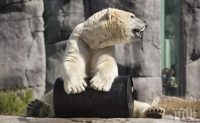 Почина най-тъжният мечок в света