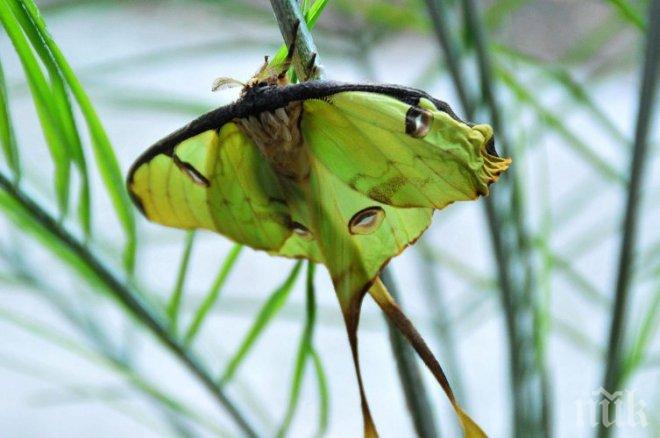 Екзотични пеперуди показват в Бургас (СНИМКИ)
