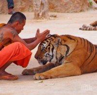 В Китай създават резерват за тигри и леопарди