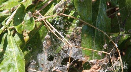 мор братската могила пеперуда яде дървета храсти