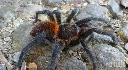 нов вид тарантула казва габриел гарсия маркес