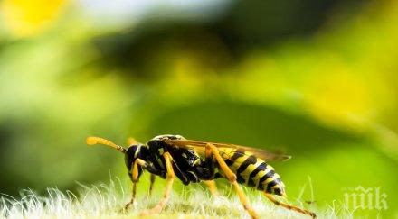 паника петричко оса уби мъж полето
